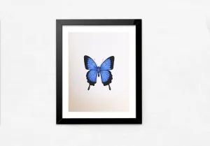 A Blue Butterfly in Miniature Painting by Mohan Prajapati