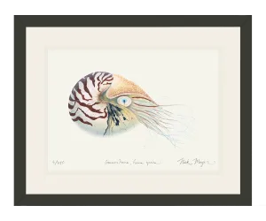 Chambered Nautilus Print