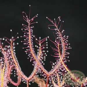 Class Set - Root Cuttings Sundews