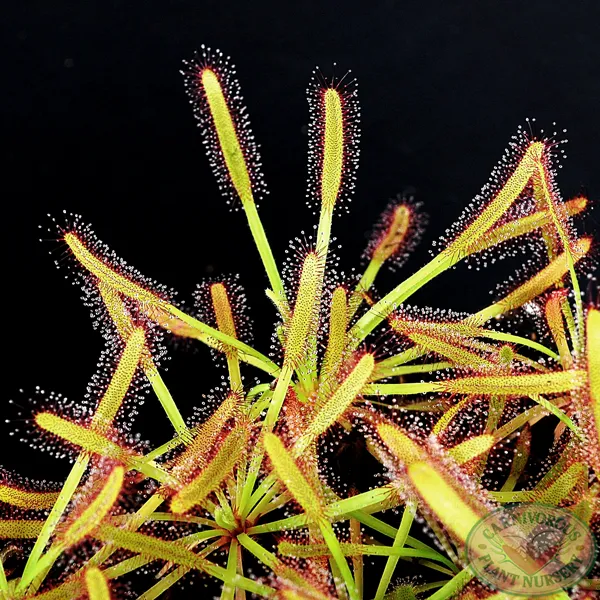 Class Set - Root Cuttings Sundews