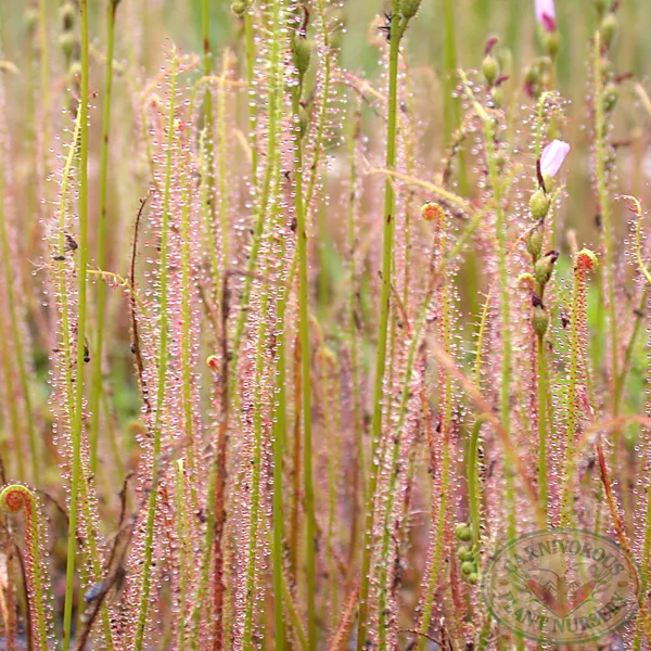 Class Set - Root Cuttings Sundews