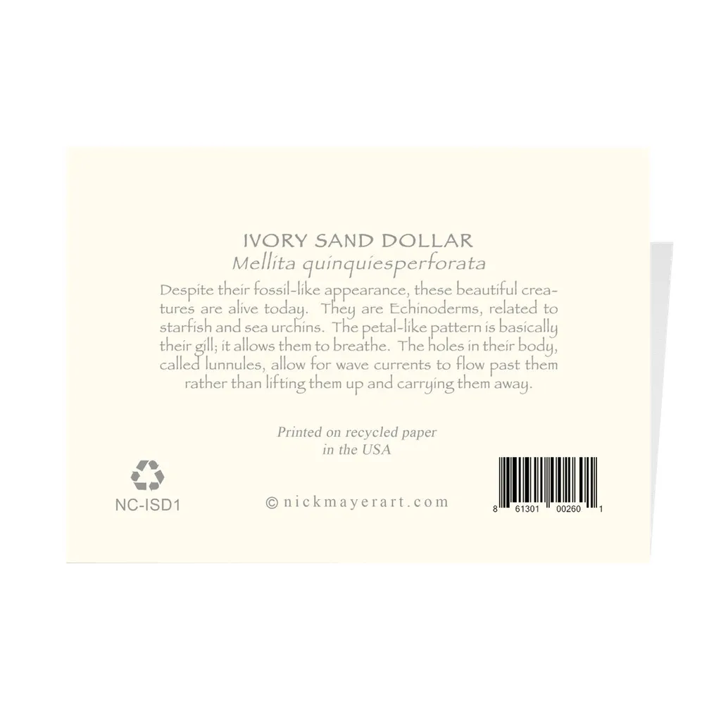 Ivory Sand Dollar I Notecards