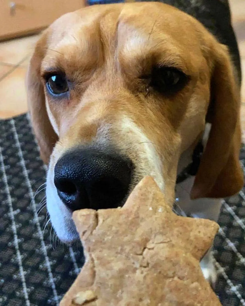 Shortbread Star Dog Treats